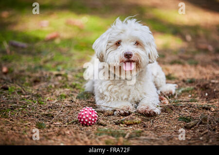 Weiße Havaneser Hund liegen im Wald mit einem lila ball Stockfoto