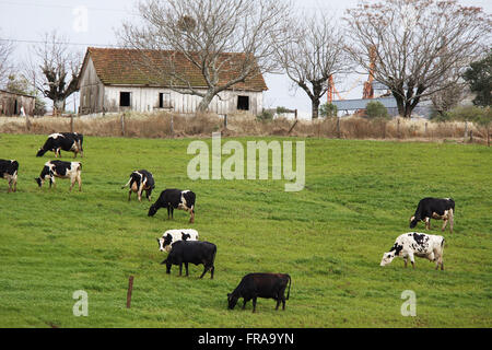 Holstein Kühe grasen auf kleinen Höfen Stockfoto