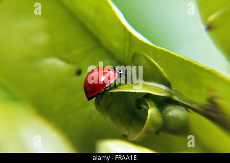 Marienkäfer auf Blatt Zitrone Stockfoto