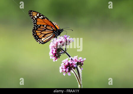 Monarch-Schmetterling auf Blume - Danaus plexippus Stockfoto