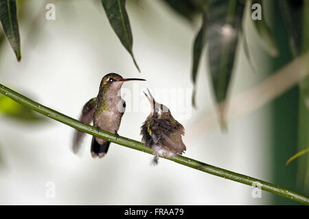 Kolibri Fütterung Welpen Stockfoto