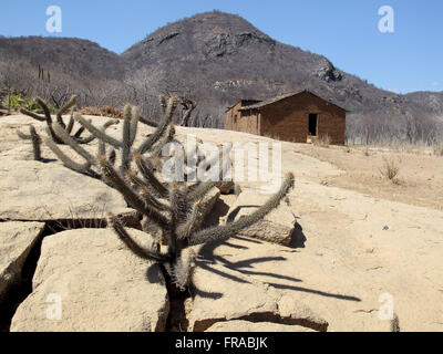 Kakteen wachsen in der Nähe des Hauses geradlinig in der kargen Landschaft auf dem Lande Stockfoto