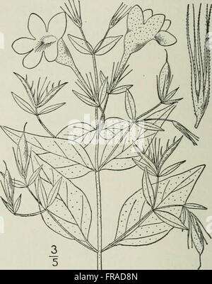 Diese illustrierte Flora gibt einen detaillierten Überblick über die Pflanzenarten, die in den nördlichen USA, Kanada und den britischen Besitztümern vorkommen. Es enthält Beschreibungen und Abbildungen der Flora von Neufundland bis zur südlichen Grenze von Virginia und vom Atlantischen Ozean bis in die westlichen Regionen. Stockfoto