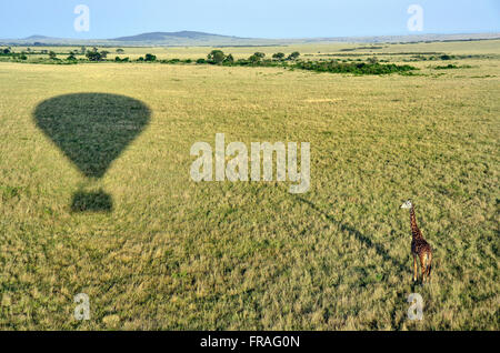 Schatten im touristischen Ballon fahren in der Masai Mara National Reserve im Morgengrauen Stockfoto