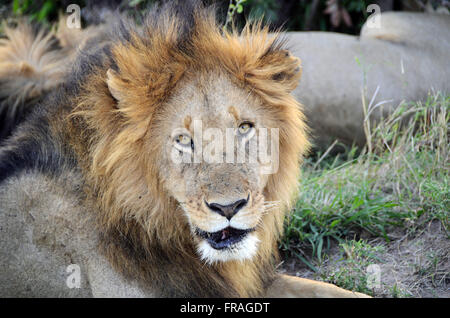 Löwen in Masai Mara National Reserve Stockfoto