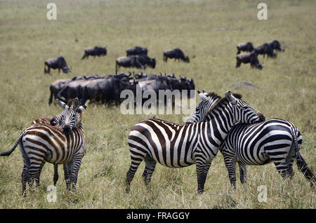 Zebras und Gnus-blau im Hintergrund - Masai Mara National Reserve Stockfoto