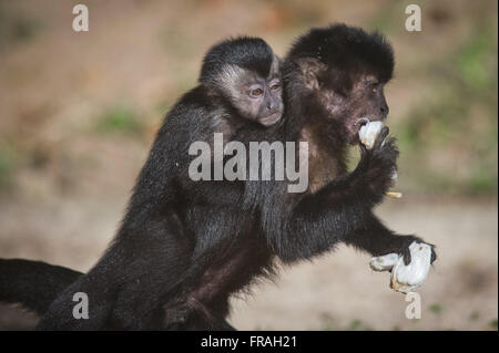 Kapuziner-Affen mit Cub Essen Jackfrüchte in Jardim Botanico Stockfoto