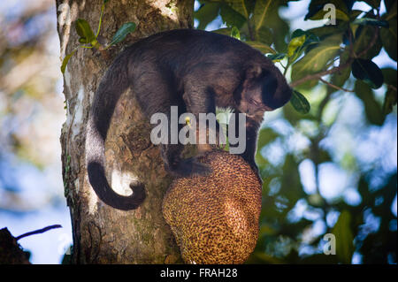 Kapuziner Affen essen Jackfrüchte in Jardim Botanico Stockfoto