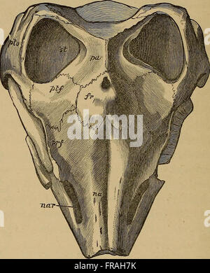 Katalog der fossilen Reptilia und Amphibien im British Museum (Natural History) von Richard Lydekker (1888) Stockfoto