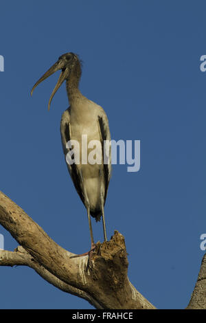 Kopf in das Pantanal Pocone getrocknet Stockfoto