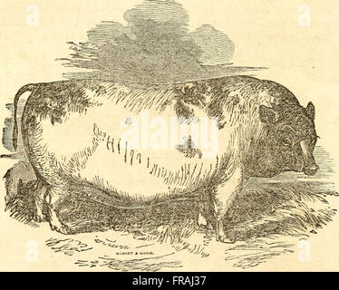Domestizierte Tiere; -Geschichte und Beschreibung der Pferd, Maultier, Rinder, Schafe, Schweine, Geflügel und Bauernhof Hunde, (1858)