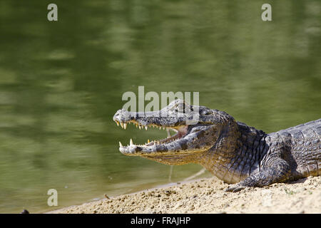 Jacare Marsh - Caiman Crocodilus yacare Stockfoto