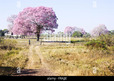 Baum Ipe lila-Blüte des Eigentums in der Nähe von Auwald Stockfoto