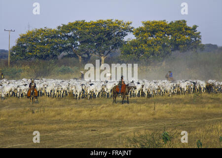 Cowboys Treiben des Viehs im Gefolge Pantanal Park Road Stockfoto