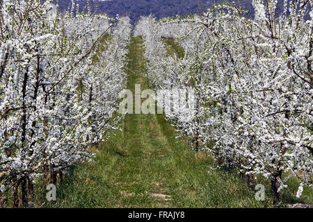 Birne - Pyrus Communis - Geschäft Plantacao Blüte Stockfoto