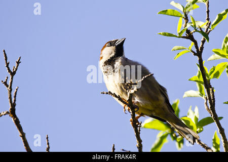 Männliche Spatz - Passer domesticus Stockfoto