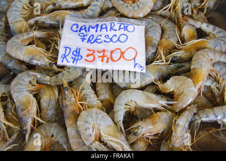 Frische Garnelen auf Rua Aurea Gonzalez Conde Straße bekannt als die Fische in Ponta da Praia verkauft Stockfoto