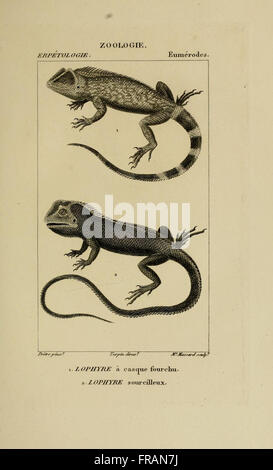 Dictionnaire des Sciences Naturelles (Erpetologie, pl. 48) Stockfoto