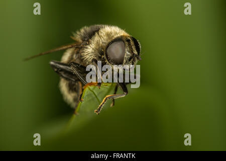 Merodon Equestris Hoverfly thront auf der Spitze eines Blattes crocosmia Stockfoto