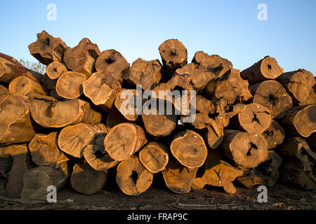 Garapeira Protokolle der Bäume schneiden und gespeichert in Terrasse Holz Stockfoto