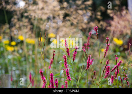 Persicaria Amplexicaulis "Firetail" Roter Berg Fleece mit herbstlichen Hintergrund Rudbeckia und Stipa Gigantia (goldene Hafer) Stockfoto