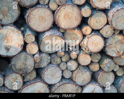 einige Aktien aus dem Baum, das Brennholz, das Haus zu heizen Stockfoto