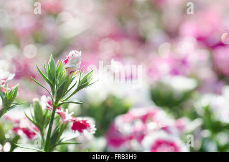 Dianthus Chinensis (China rosa) Stockfoto