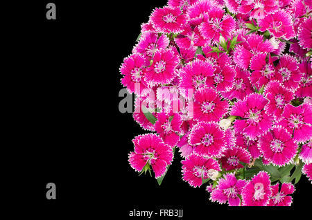 Dianthus auf schwarzem Hintergrund isoliert Stockfoto