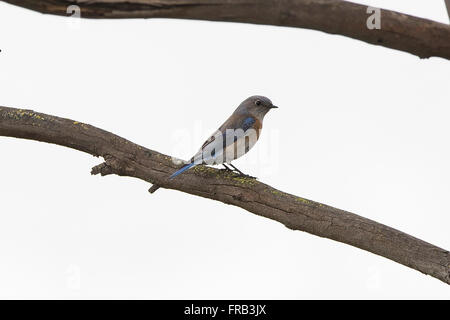 Weiblich, Western Bluebird (Sialia Mexicana), Baylands Nature Preserve, Palo Alto, California, Vereinigte Staaten von Amerika Stockfoto