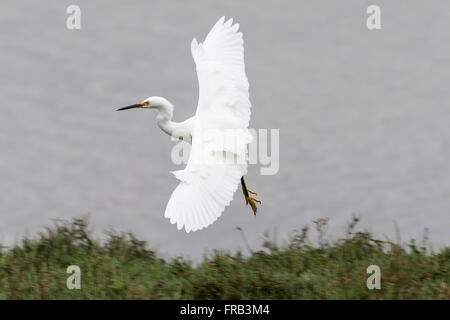 Snowy Silberreiher (Egretta unaufger) fliegen, Baylands Nature Preserve, Palo Alto, California, Vereinigte Staaten von Amerika Stockfoto