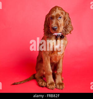 Irische / Red Setter Hund Studio Bilder Stockfoto