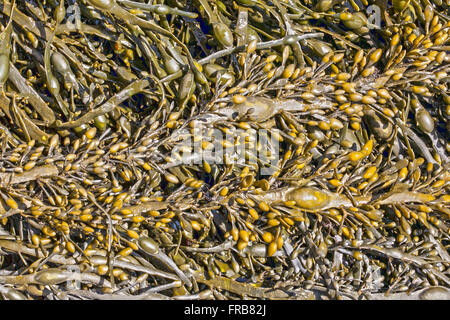 Algen am Strand, Ascophyllum Nodosum Nahaufnahme Stockfoto