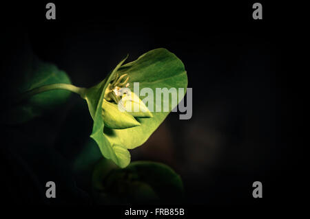 Blumen leuchtend grün. (Euphorbia Amygdaloides). Holz-Wolfsmilch, Spanien, Europa. Stockfoto