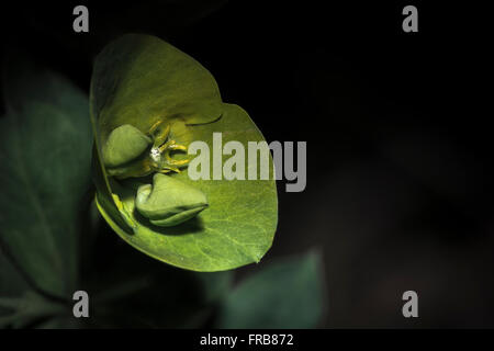 Blumen leuchtend grün. (Euphorbia Amygdaloides). Holz-Wolfsmilch, Spanien, Europa. Stockfoto