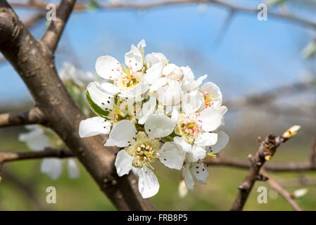 Die Callery Birne (Pyrus Calleryana) Blüte im Frühjahr Stockfoto