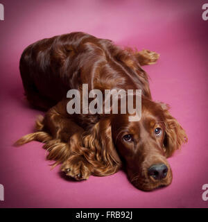 Irische / Red Setter Hund Studio Bilder Stockfoto