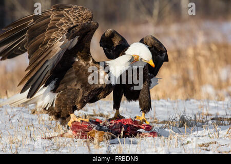 Weißkopf-Seeadler Stockfoto