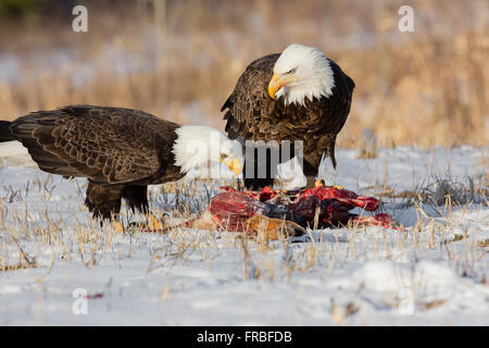 Weißkopf-Seeadler Stockfoto