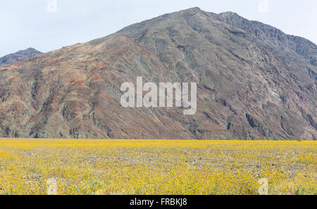 Super Blüte der Wüste gold Sonnenblumen (Geraea Canescens) Weg Badwater im Death Valley Nationalpark, Kalifornien. Stockfoto