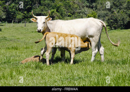 Jersey-Rasse-Kuh Kalb auf einem kleinen Grundstück im Stadtteil Valfeltrina Spanferkel Stockfoto