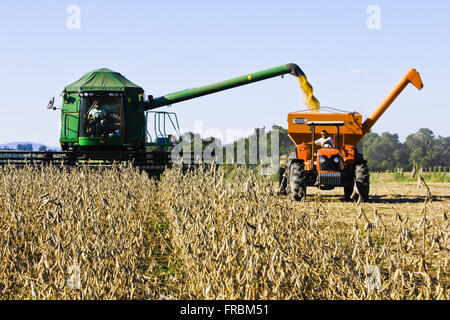 Mechanisierte Ernte Soja-Plantage auf dem Lande - Santa Flora Bezirk Stockfoto