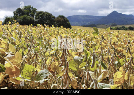 Detail der Hülsen in Soja-Plantagen auf dem Land - Region Palma Stockfoto