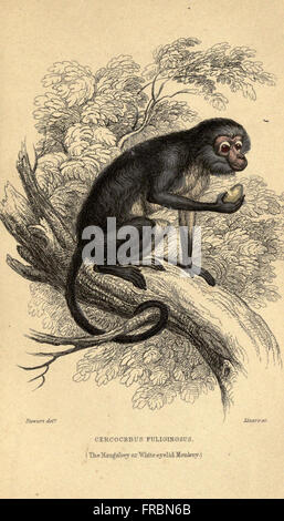 Platte 12 aus einer naturgeschichtlichen Sammlung zeigt Abbildungen verschiedener Affenarten, die ihre charakteristischen physischen Merkmale, Verhaltensweisen und Klassifizierungen hervorheben. Sie liefert eine wissenschaftliche Sicht auf die Vielfalt der Primaten. Stockfoto