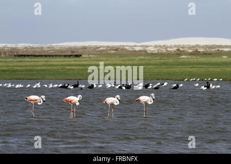 Flamingos und andere Wasservögel in Lagoa Peixe Nationalpark Stockfoto