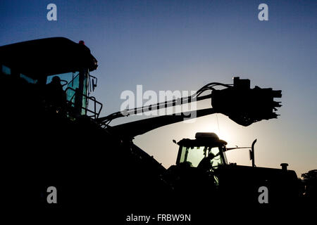 Harvester in Plantage von Rohrzucker in der Landschaft Stockfoto