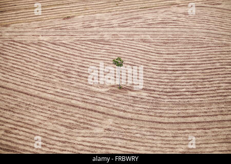 Luftaufnahme der Landschaft mit neu geernteten Sojabohnen Stockfoto