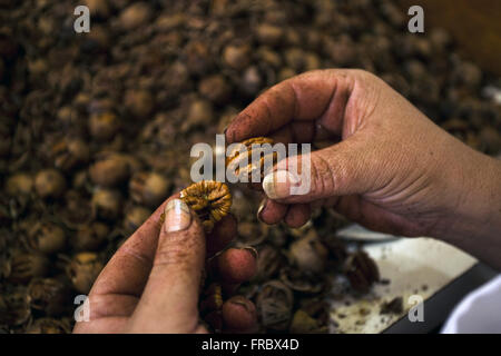 Walnüsse oder Pecan Stück geschält und ausgewählt für die Vermarktung Stockfoto