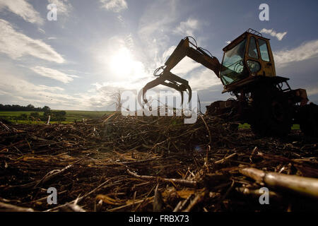 Traktor sammeln Rohrzucker nach der manuellen Ernte auf dem Land Stockfoto