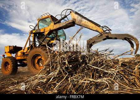 Traktor sammeln Rohrzucker nach der manuellen Ernte auf dem Land Stockfoto