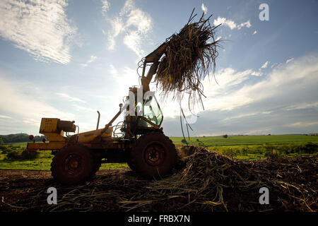 Traktor sammeln Rohrzucker nach der manuellen Ernte auf dem Land Stockfoto